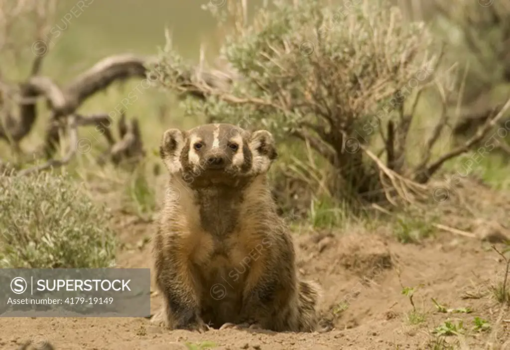 American Badger (Taxidea taxus)  Young at densite  Yellowstone N.P. Wyoming