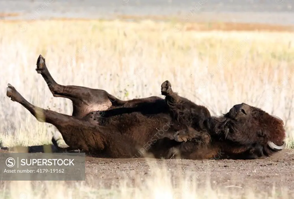 Bison (Bos Bison) Cow taking Dustbath, Antelope Island, Utah