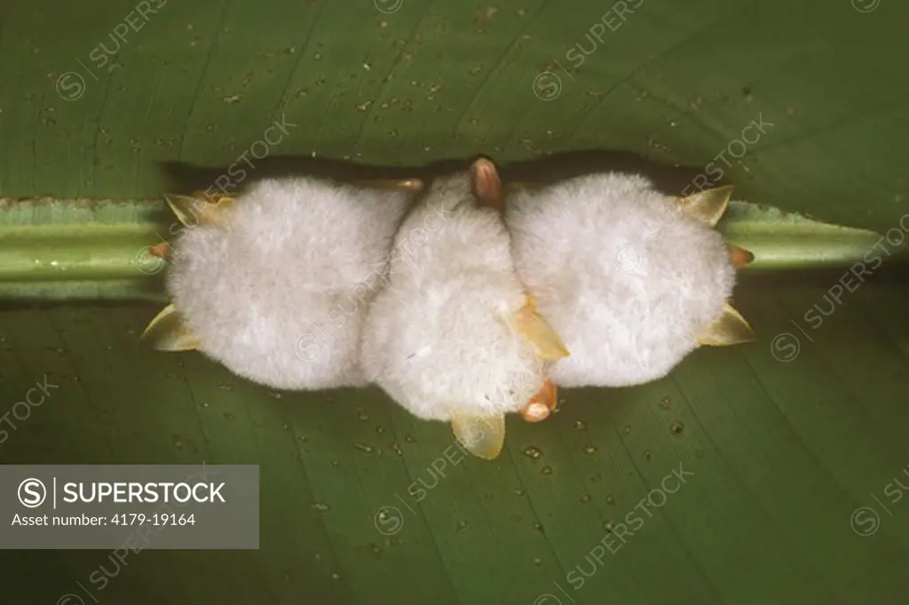 White Tent Bats (Ectophylla alba) Daytime Roost/Costa Rica