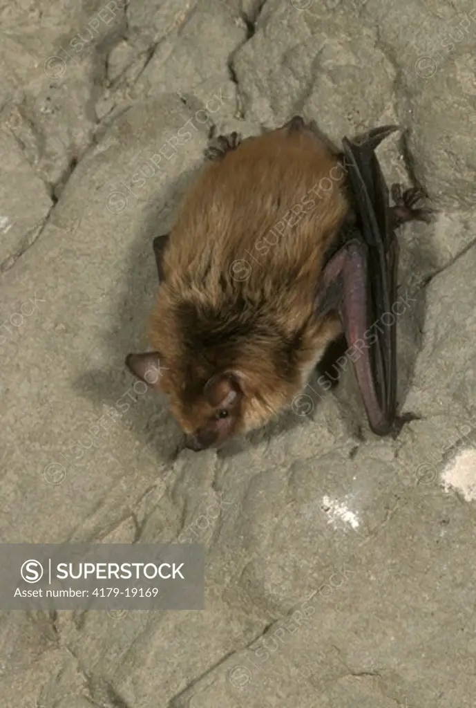 Big Brown Bat  (Eptesicus fuscus) S. Arizona ASDM