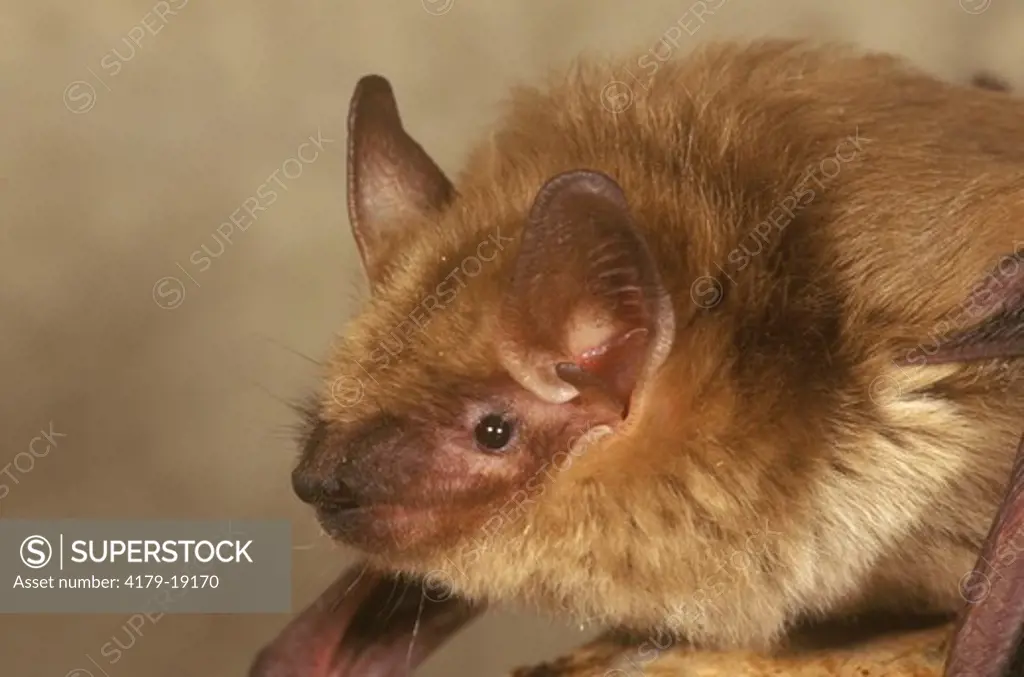 Big Brown Bat  (Eptesicus fuscus) S. Arizona    ASDM