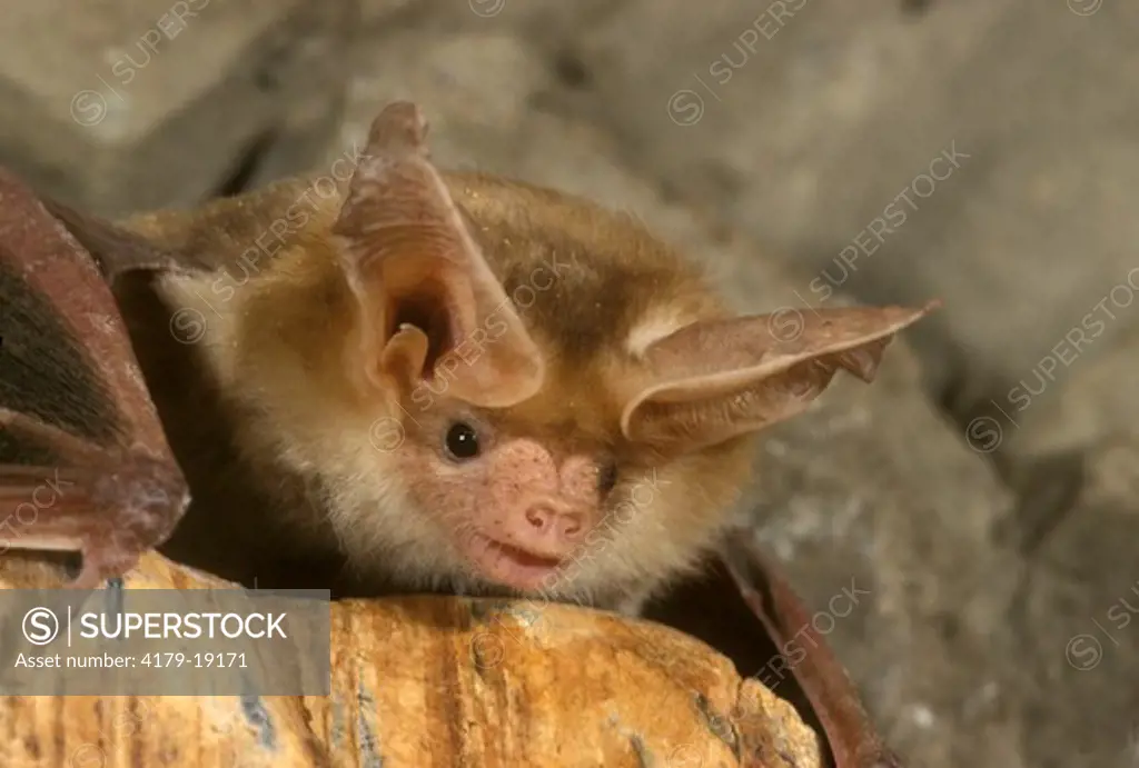 Pallid Bat (Antrozous pallidus) S. Arizona    ASDM