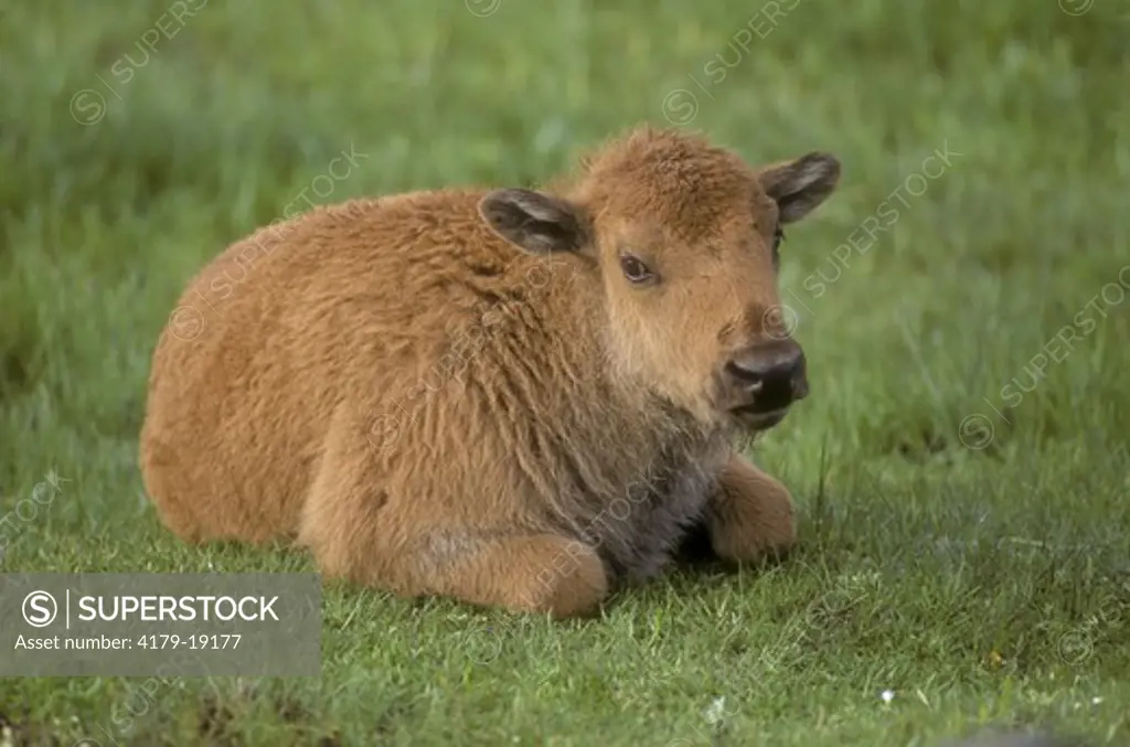 Bison Calf (Bison bison) Yellowstone NP - Velvia