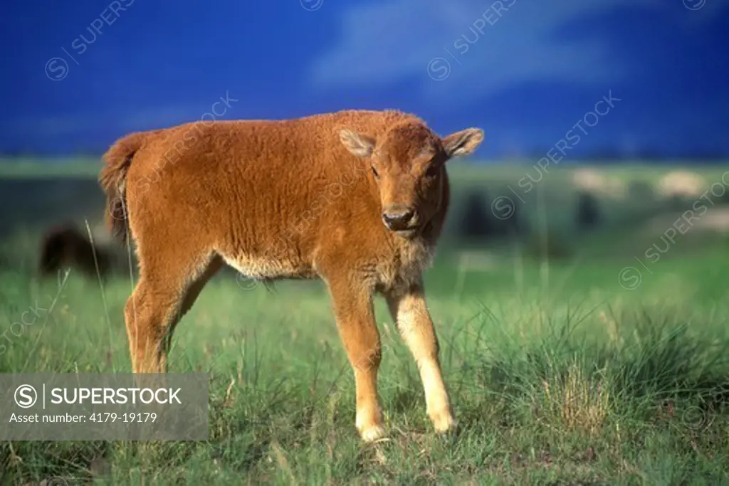American Bison, Calf (Bison bison) National Bison Range, MT