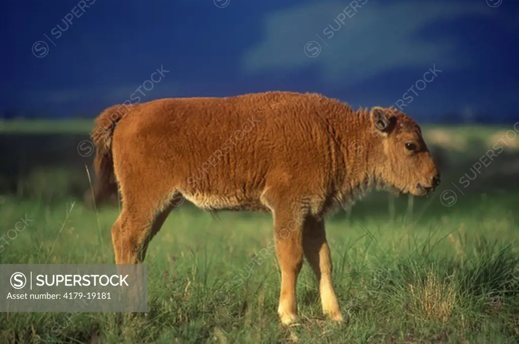 Bison Calf (Bison bison) National Bison Range Ronan, Montana, Velvia