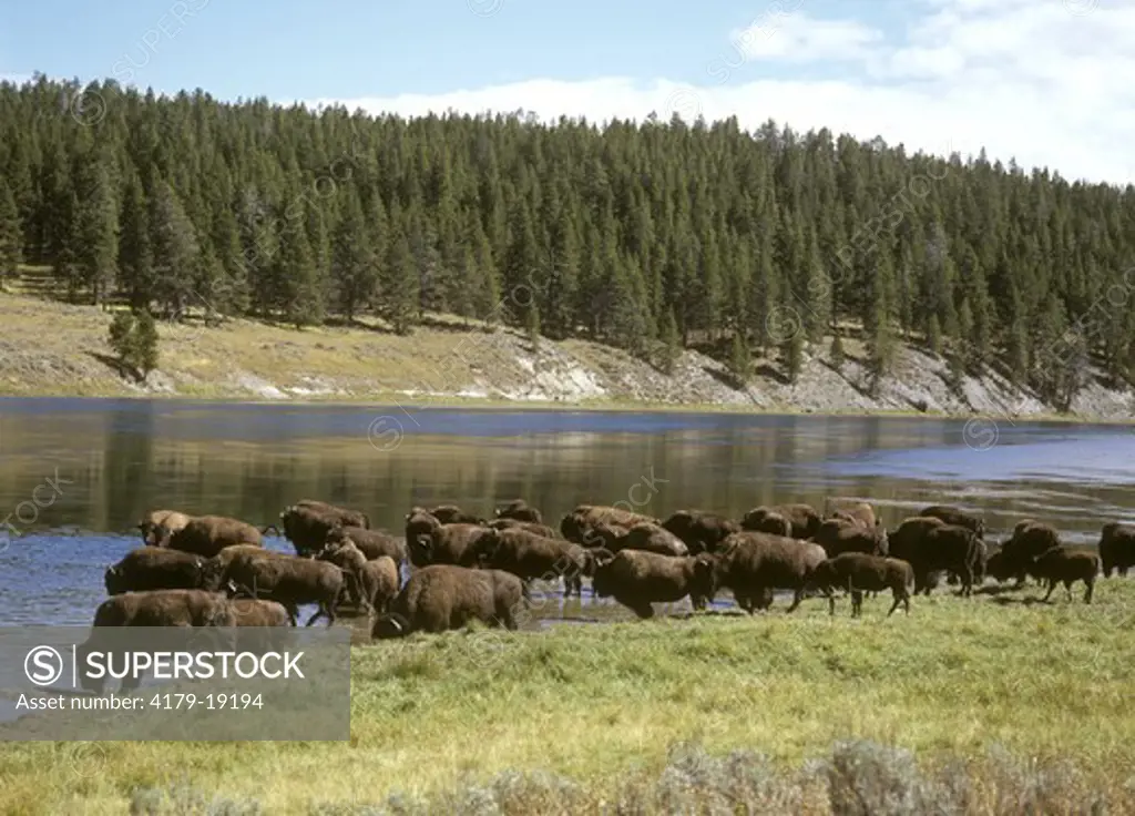 Bison crossing Yellowstone River  (B. bison), Yellowstone N.P., WY
