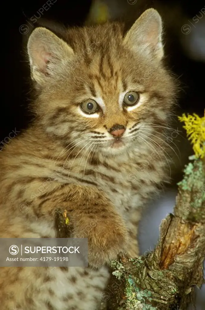 Baby Bobcat (Felis rufus) captive animal Gallatin County, MT