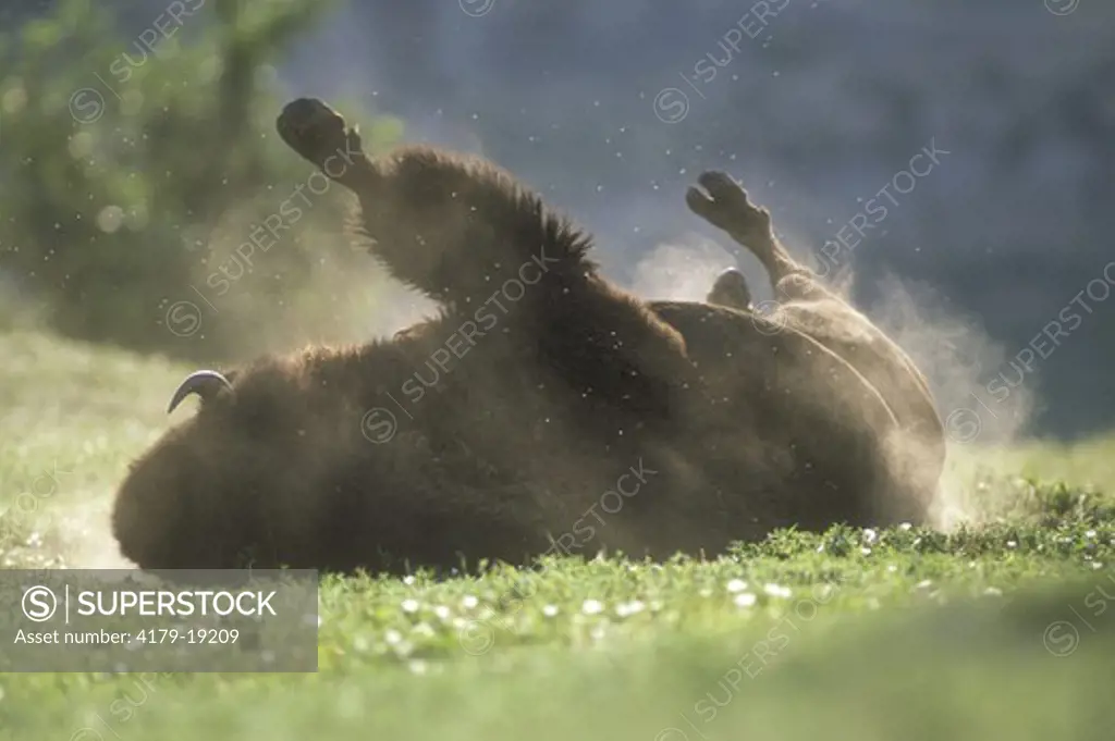 Bison Bull wallowing in Dust (B. Bison), Theodore Roosevelt NP, North Dakota
