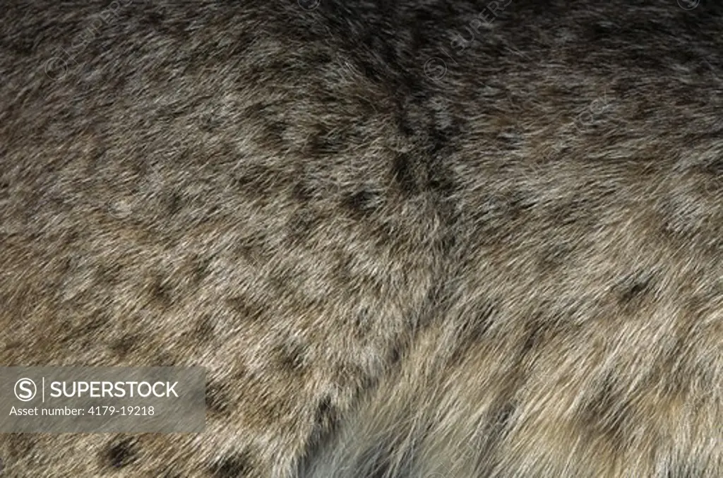 Bobcat: Closeup of Fur (Lynx rufus baileyi) Academy of Natural Sciences, PA