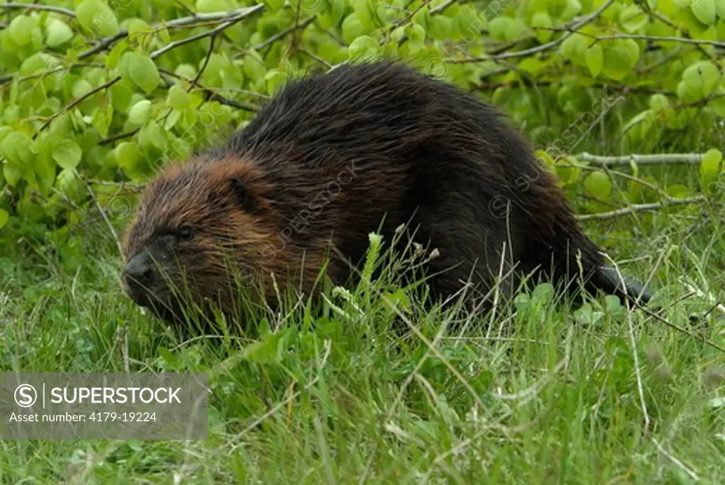 Beaver (Castor canadensis) Minnesota  Captive