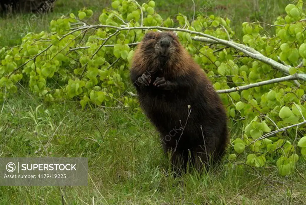 Beaver (Castor canadensis) Minnesota, Captive