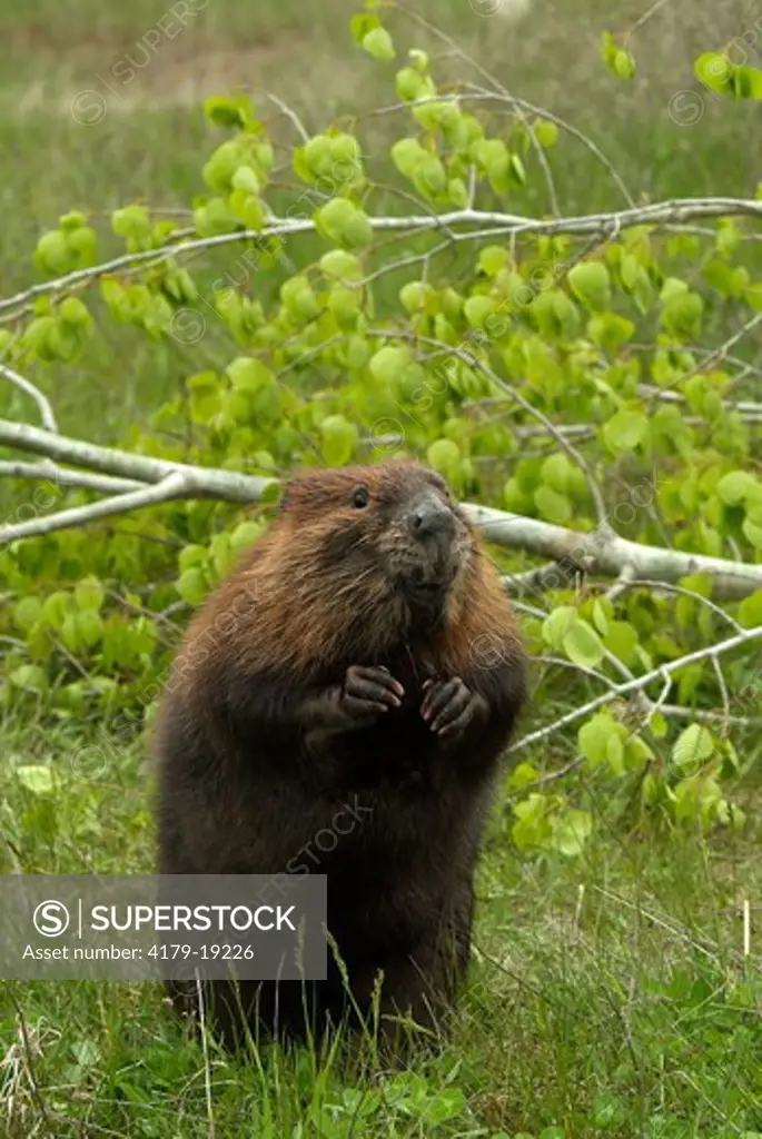 Beaver (Castor canadensis) Minnesota, Captive