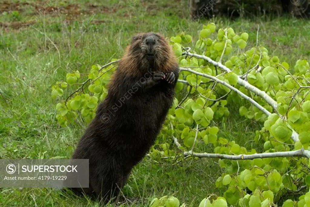 Beaver (Castor canadensis) Minnesota  Captive