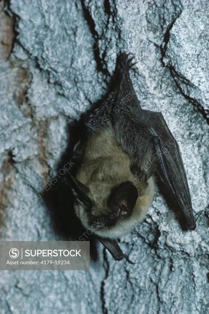 Western Pipistrelle Bat (Pipistrellus lesperus), Sierra Nevada, CA
