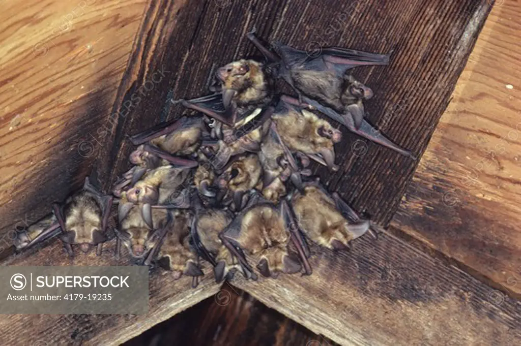 Pallid Bat (Antrozous pallidus) CA