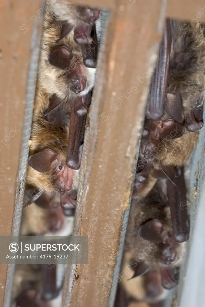 California Myotis Bats     (Myotis californicus) in a bat house in Long Valley, eastern Sierra Nevada, California
