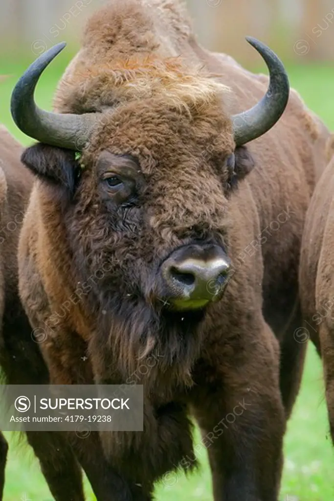 European bison (Bison bonasus), Bialowieza Forest, Poland