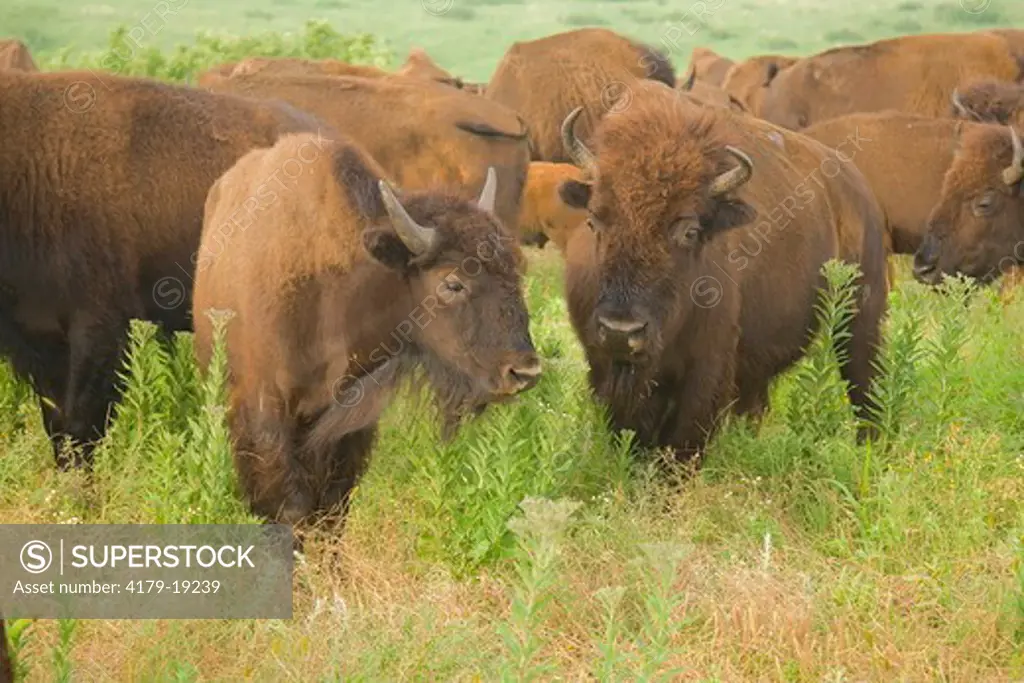 American Bison (Bison bison), Konza Prairie, Riley County, Kansas, USA