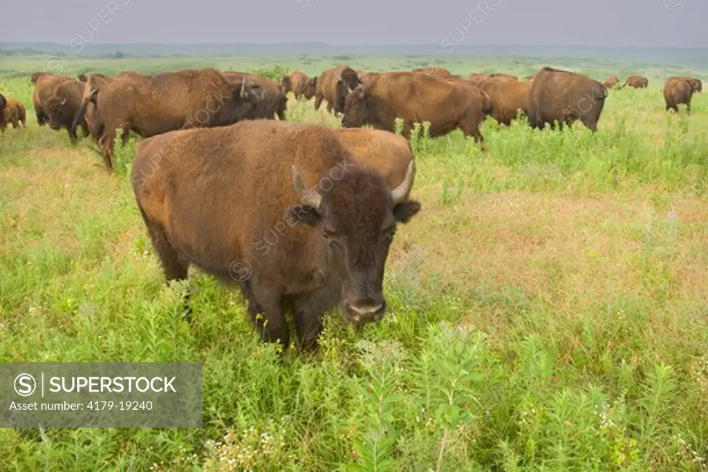 American bison (Bison bison), Konza Prairie, Riley County, Kansas, USA