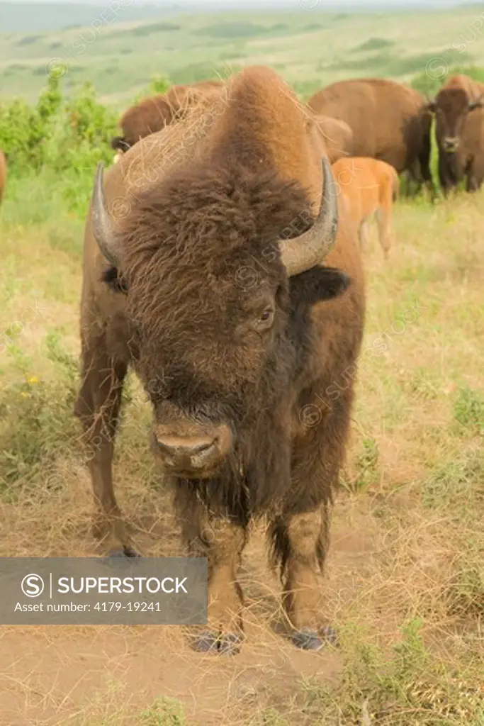 American bison (Bison bison), Konza Prairie, Riley County, Kansas, USA