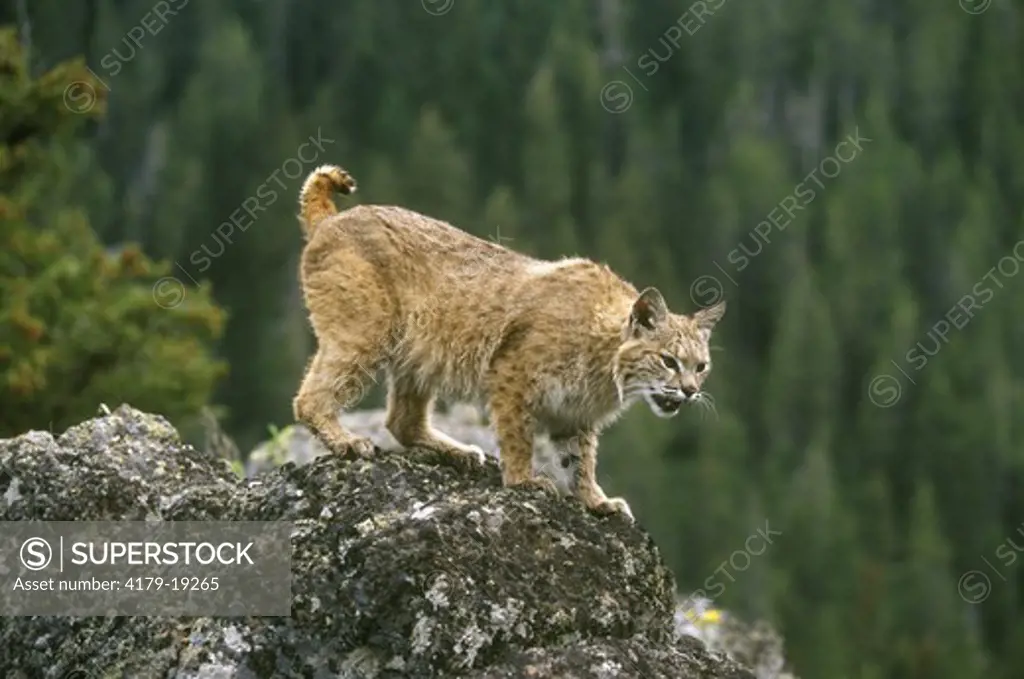 Bobcat (Lynx rufus) Montana