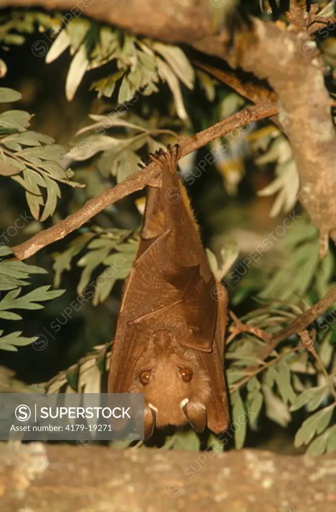 Wahlberg's Epauletted Fruit Bat, RSA (Epomophorus wahlbergi), Howick, Natal