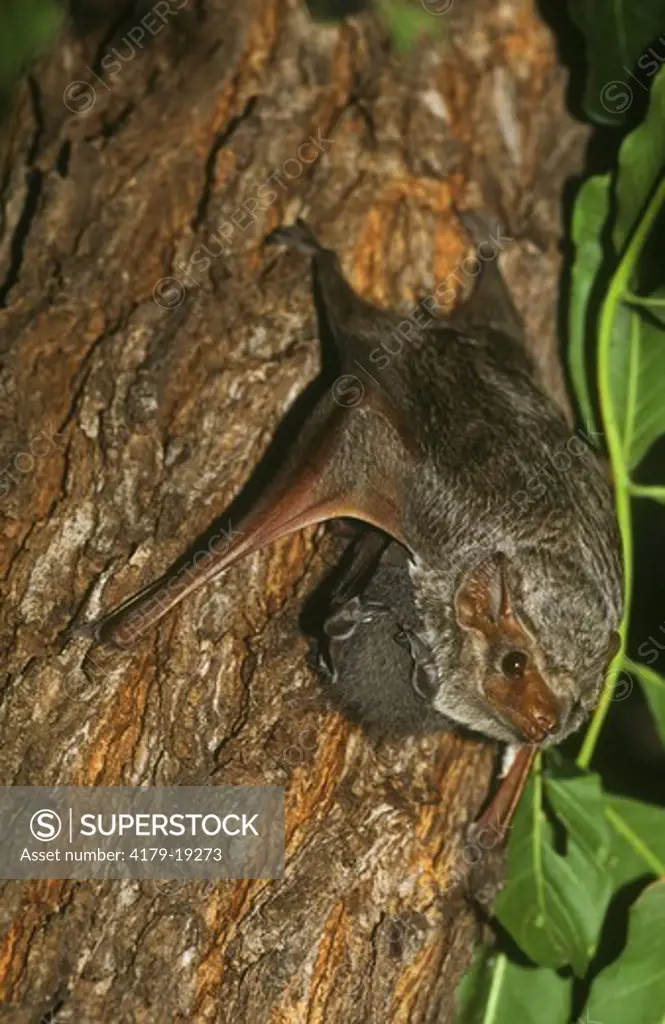 Egyptian Fruit Bat w/ Young (Rousettus aegyptiacus), Fothergill I., Zimbabwe