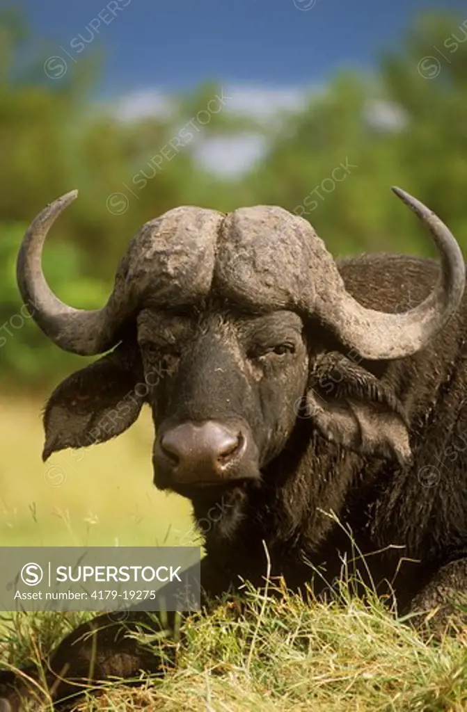 Cape Buffalo (Syncerus caffer), Mala Mala GR, Mpumalanga, RSA