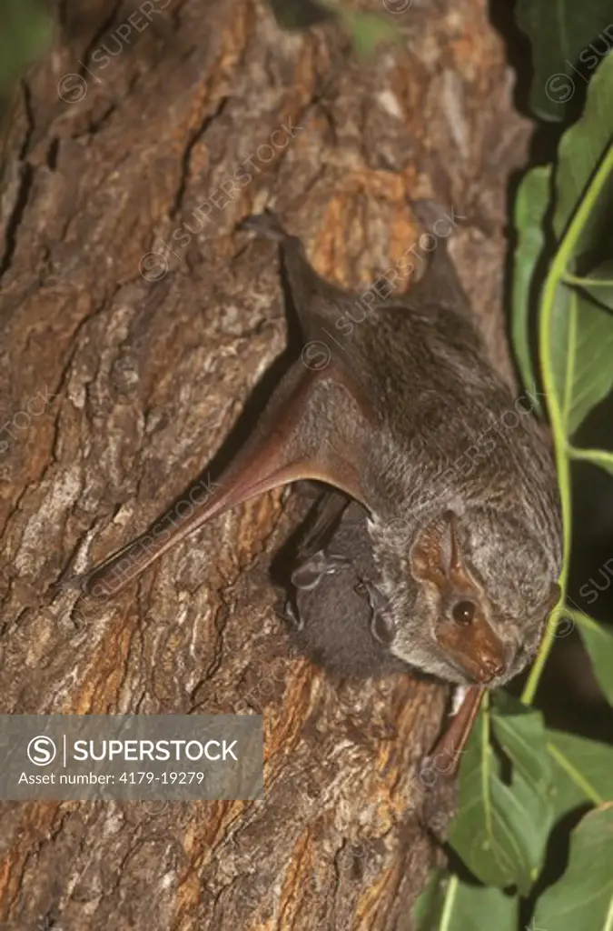 Mauritian Tomb Bat w/ Young (Taphosous mauritianus), Fothergil I., Zimbabwe