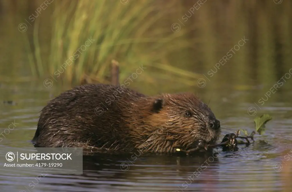 Beaver munches on  leafy Twigs in glacial Kettle Pond in Autumn Tundra, Denali, AK