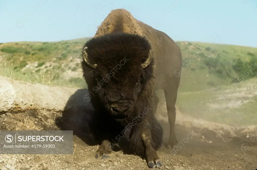 Bison Bull after Dust Bath in Badlands, North Dakota (Bison bison)
