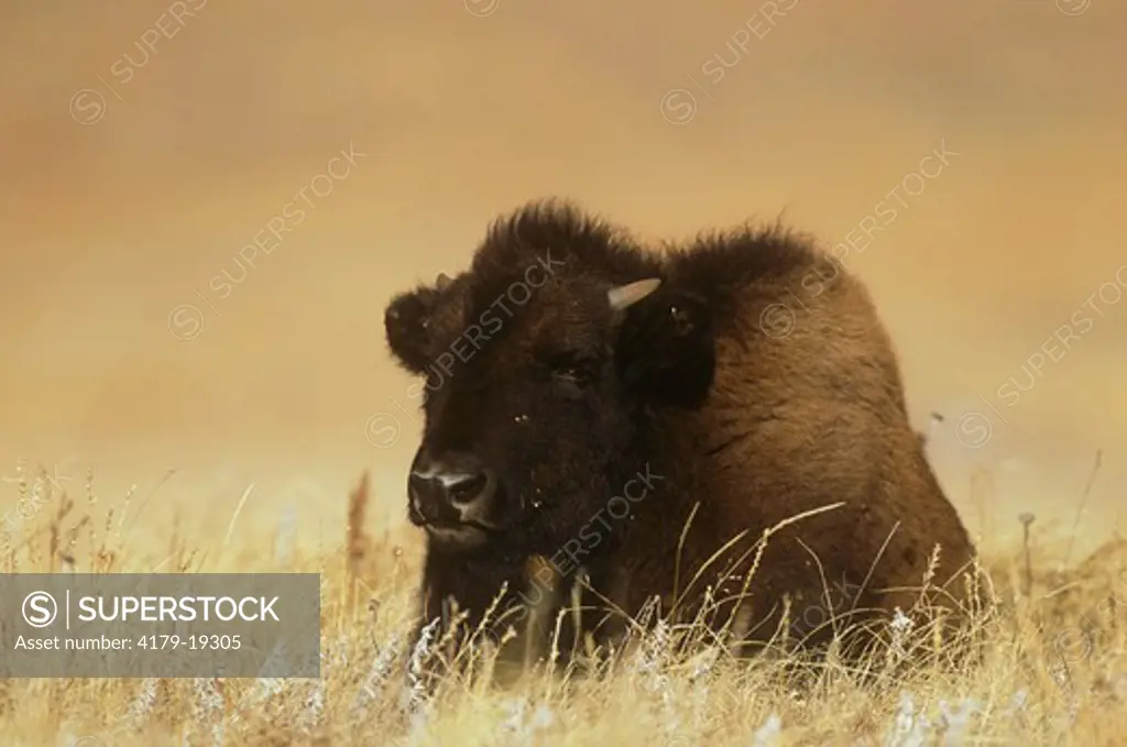 Bison Calf resting, South Dakota (Bison bison)