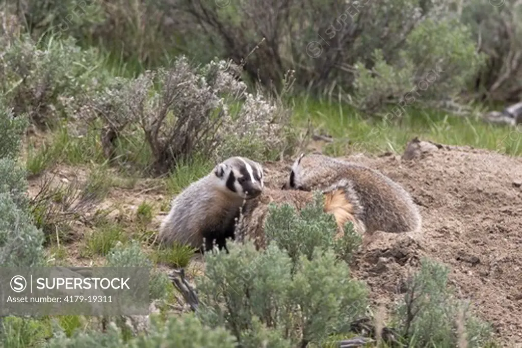 American Badger (Taxidea taxus) at densite in sagebrush, Yellowstone NP, WY