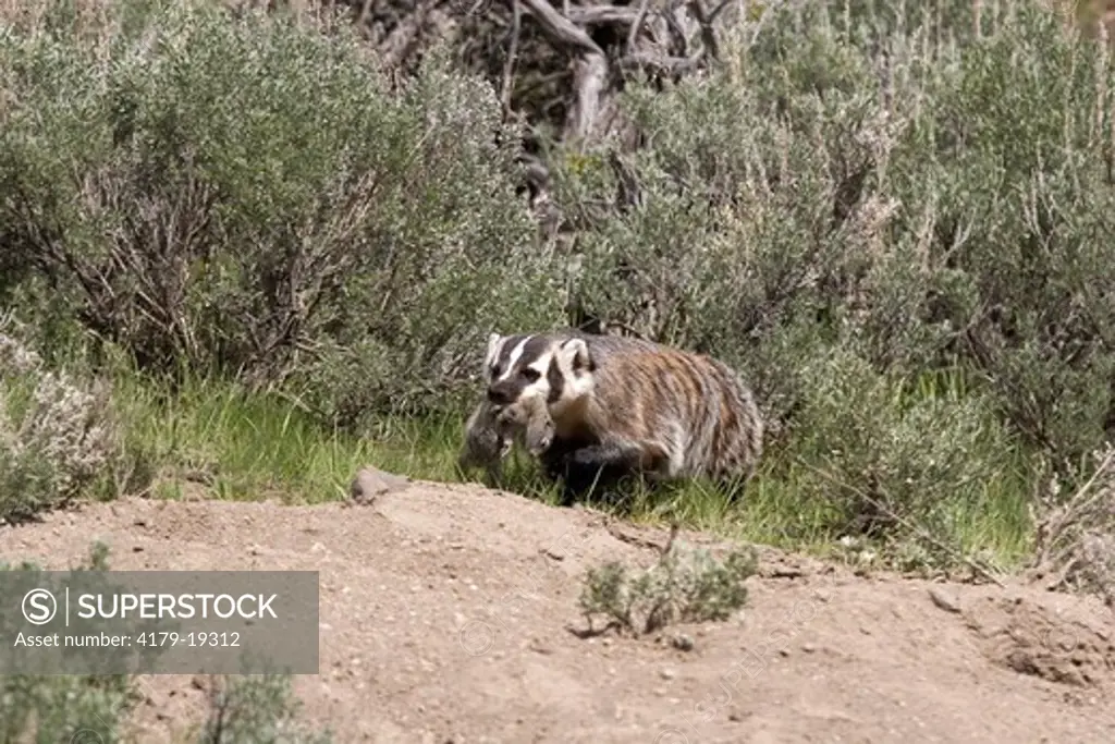 American Badger (Taxidea taxus) at densite in sagebrush, Yellowstone NP, WYoming, with prey