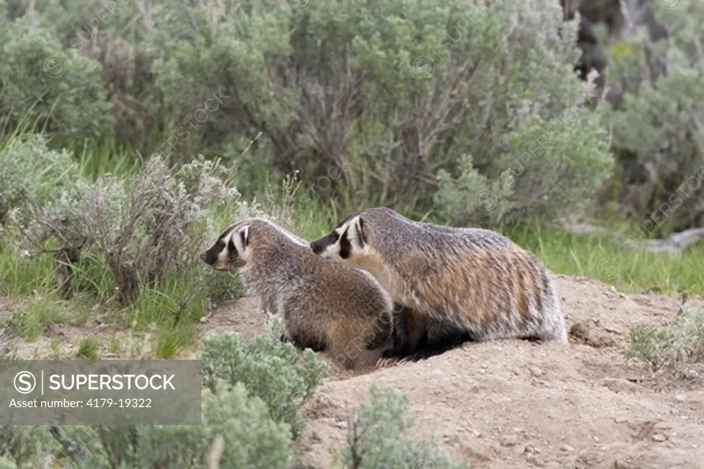 American Badger (Taxidea taxus) at densite in sagebrush, Yellowstone NP, WY
