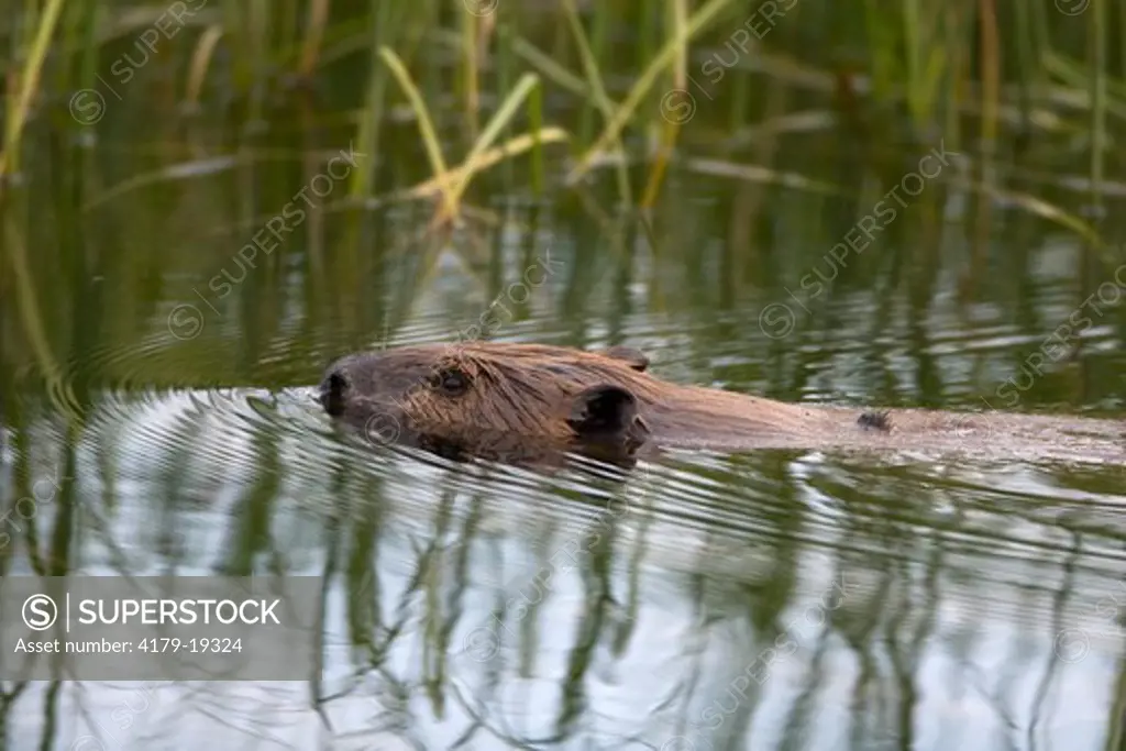 Beaver (Castor canadensis) swimming in late afternoon, Yellowstone NP, WY