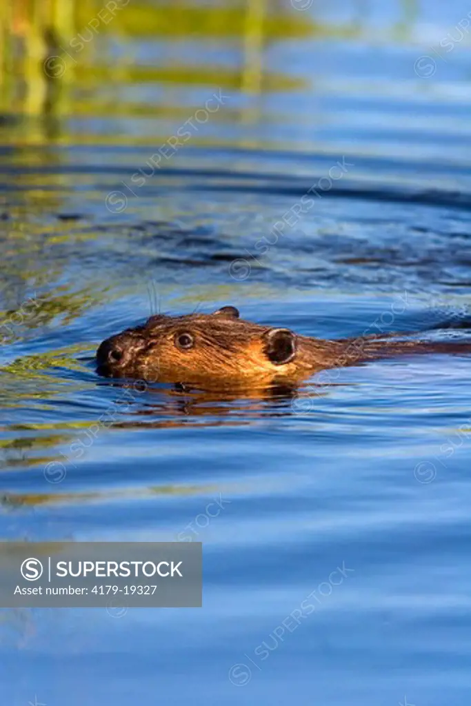 Beaver (Castor canadensis) swimming in late afternoon, Yellowstone NP, WY, Wyoming