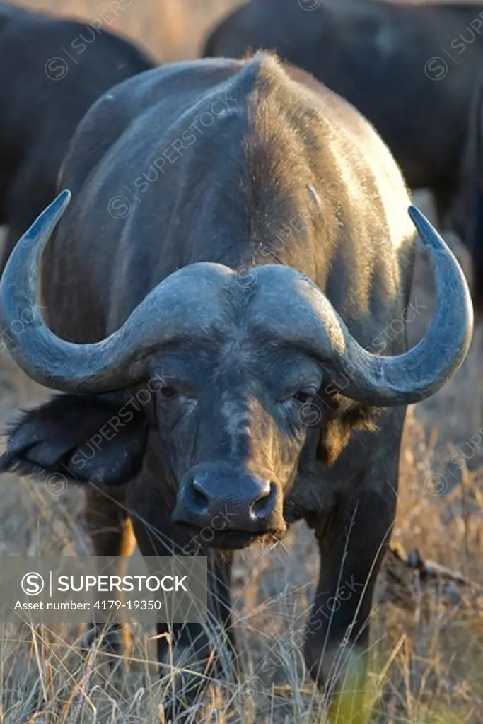 African 'Cape' Buffalo (Syncerus caffer), bull, Mala Mala Game Reserve,  South Africa
