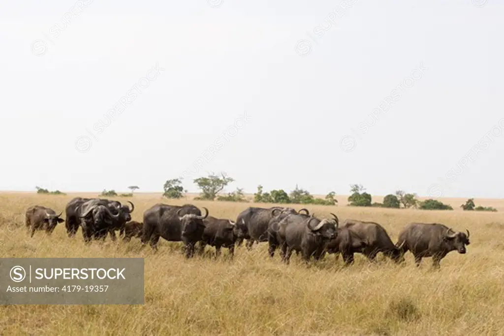 African 'Cape' Buffalo (Syncerus caffer), mixed herd, Maasai Mara National Reserve, Kenya