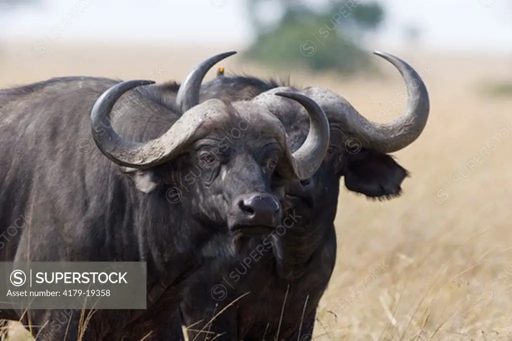 African 'Cape' Buffalo (Syncerus caffer), two bulls, Maasai Mara National Reserve, Kenya