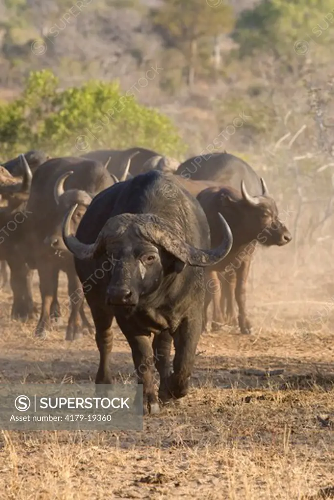 African 'Cape' Buffalo (Syncerus caffer), herd, Mala Mala Game Reserve,  South Africa