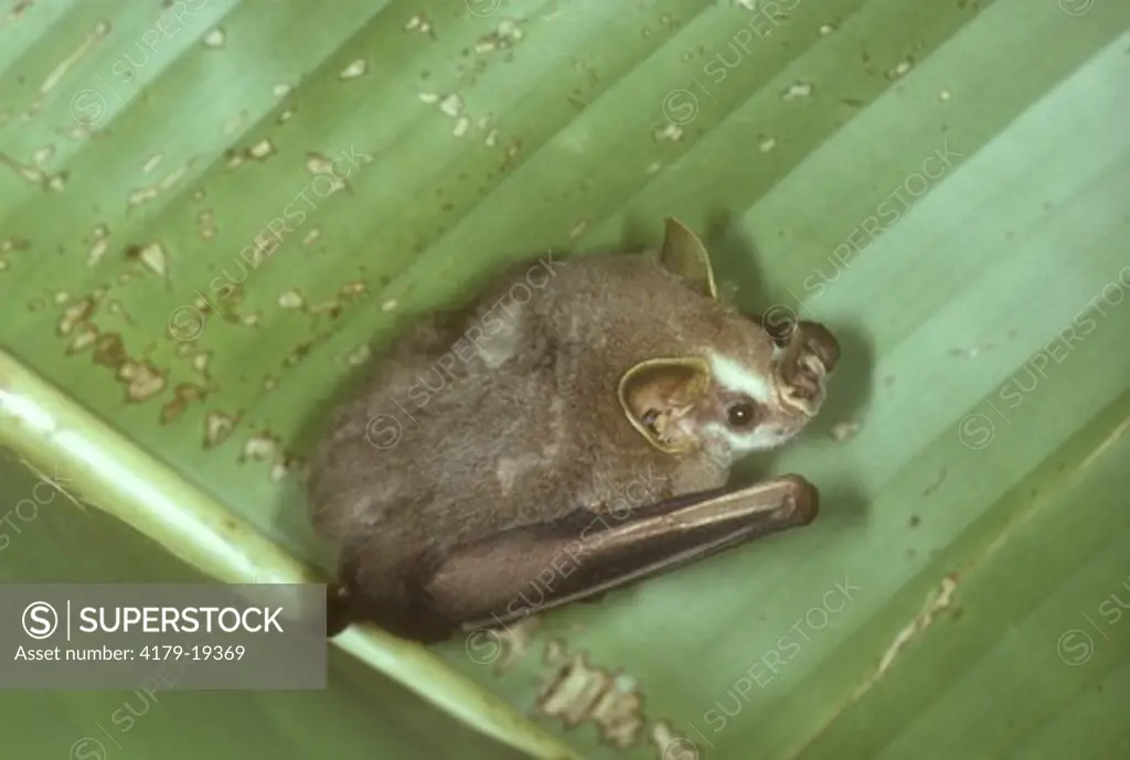 Tent Bat Living Under A Banana Leaf (Uroderma bilobatus) So. We., Guyana (Phyllostomatidae)