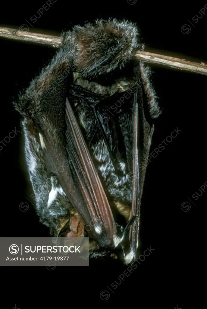 Hoary Bat (Lasiurus cinereus) Fresno Co., California