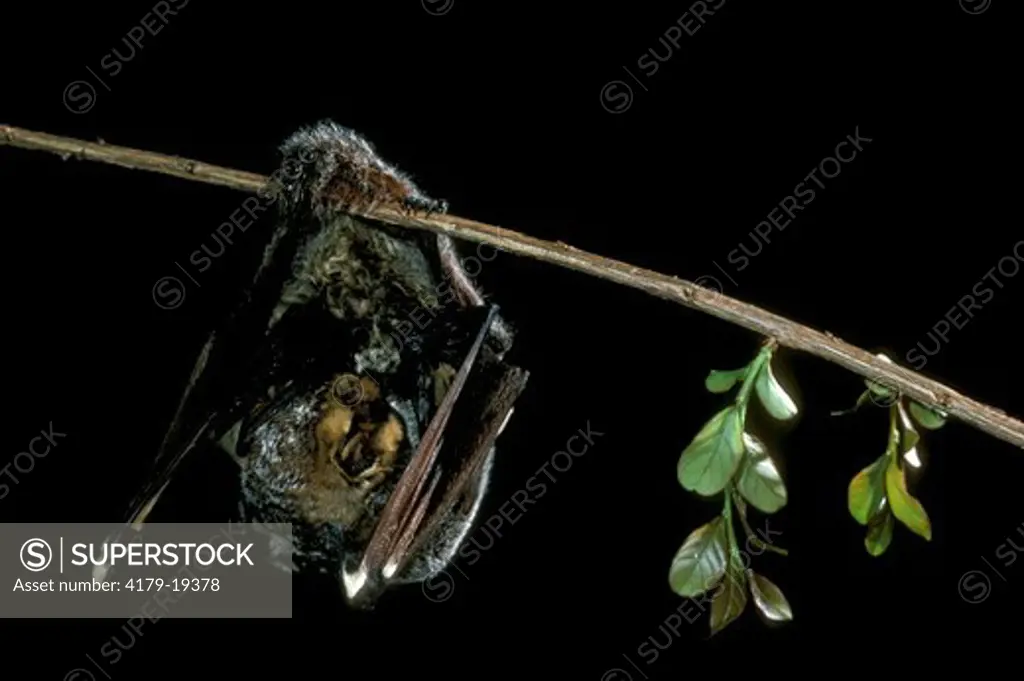 Hoary Bat (Lasiurus cinereus), Fesno, CA