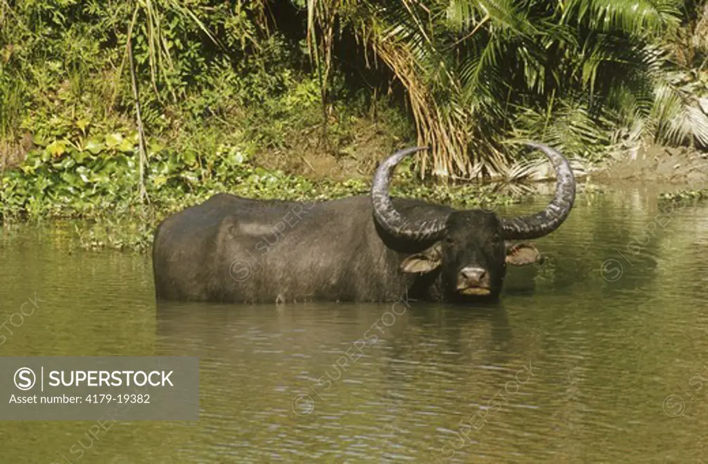Wild Water Buffalo (Bubalus bubalis), Kaziranga, Assam, East India