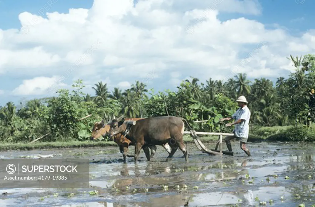 Plowing with Banteng (Bali Cattle) (Bos javanicus), Bali, Indonesia