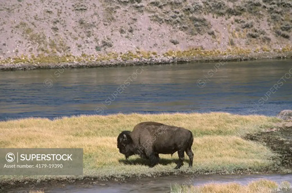 Bison (Bison bison) Yellowstone NP