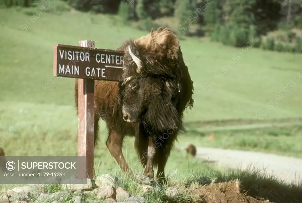 Bison scratching Head on Sign, National Bison Range, MT