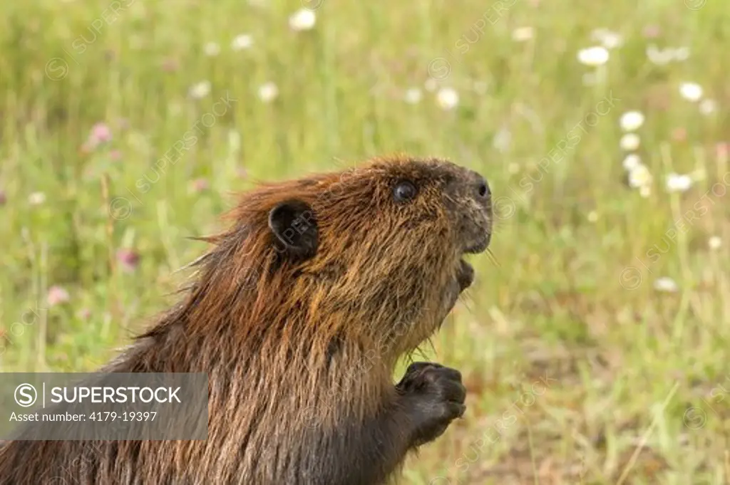 Beaver (Castor canadensis) captive Minn.Wildlife Connection