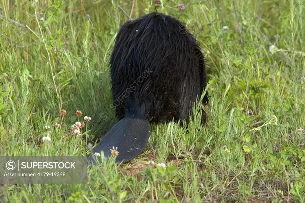 Beaver (Castor canadensis) captive Minn.Wildlife Connection tail